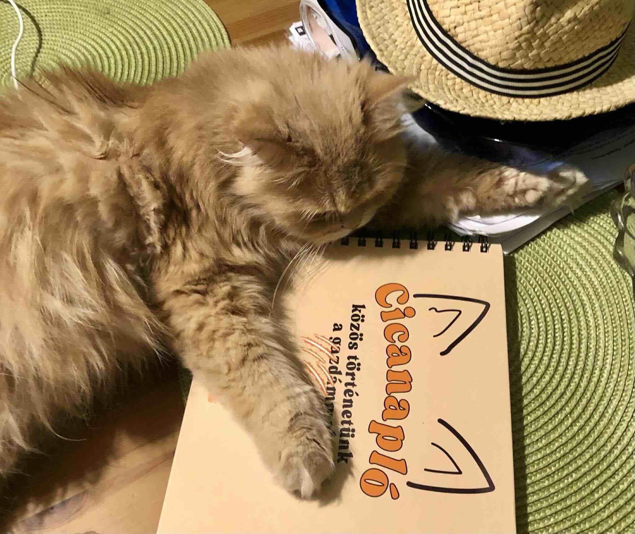 Cicanapló a Mancsos Naplók sorozat részeként, rajta egy hosszúszőrű macska fekszik.