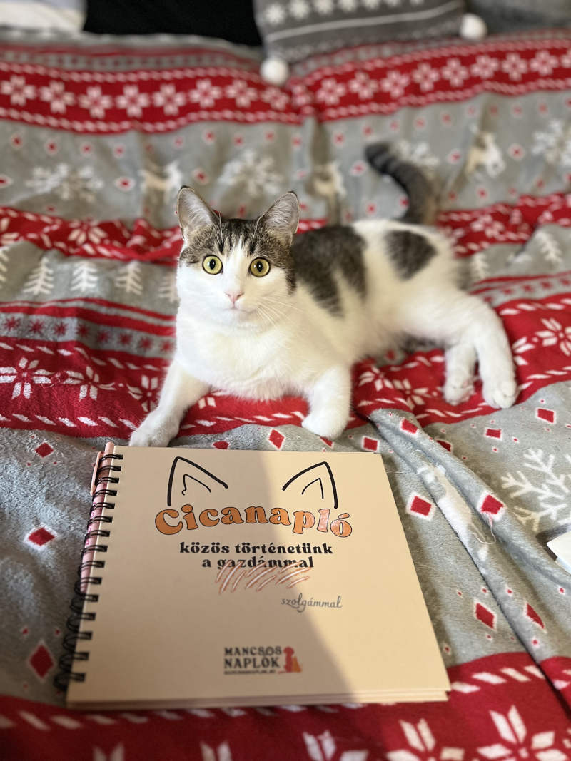 Cicanapló a Mancsos Naplók sorozat részeként, mögötte egy macska fekszik az ágyon.
