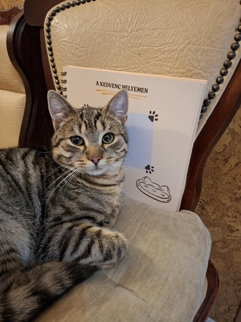 Cicanapló a Mancsos Naplók sorozat részeként, mellette egy cuki cirmos cica fekszik a széken. 