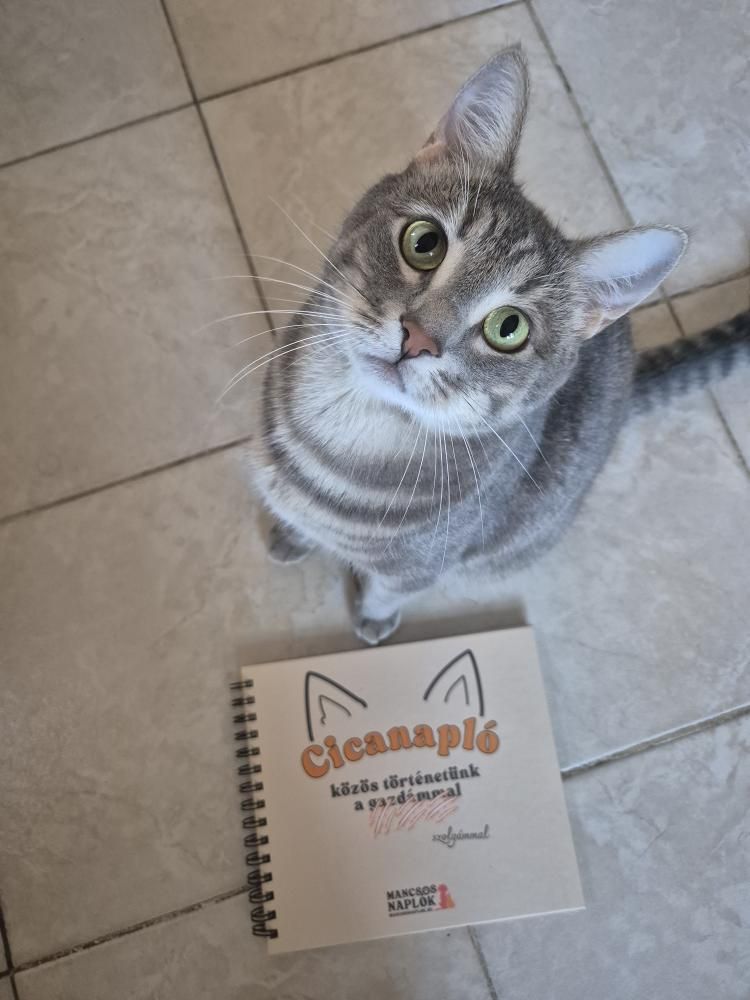 Cicanapló a Mancsos Naplók sorozat részeként, mögötte egy macska ül a földön és aranyosan néz.
