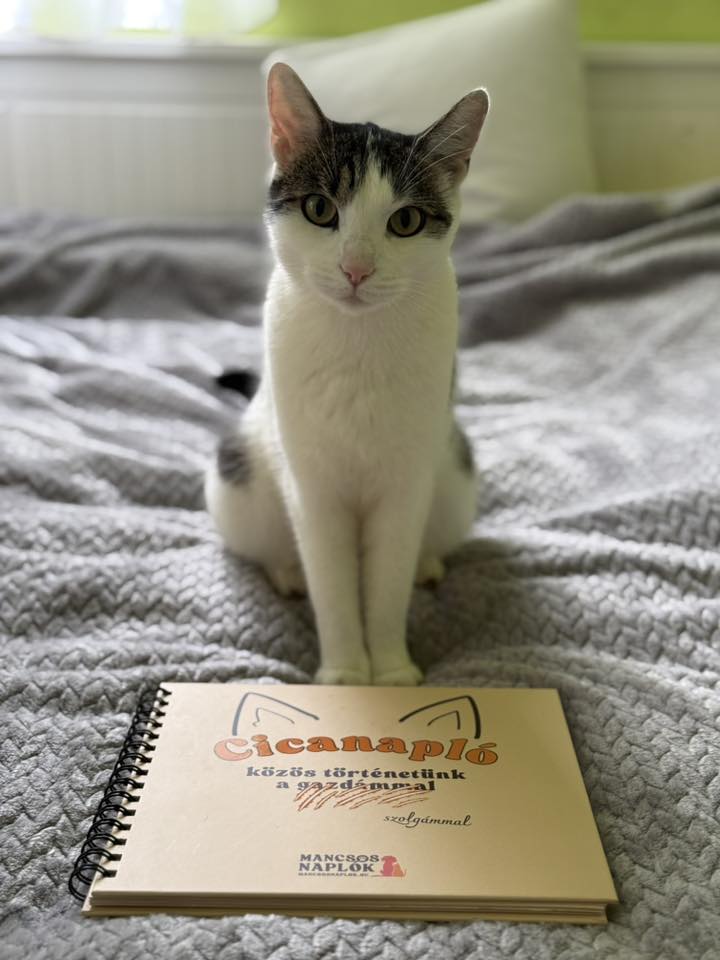 Cicanapló a Mancsos Naplók sorozat részeként, mögötte egy macska ül és néz a kamerába az ágyon.