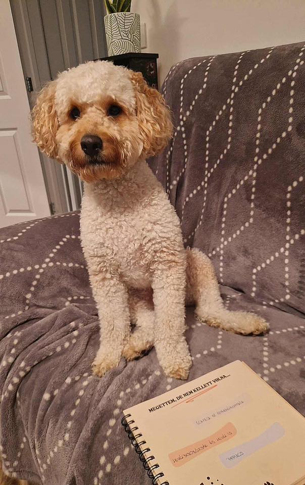 Kutyanapló a Mancsos Naplók sorozat részeként, mögötte egy kutya ül aranyosan tett lábakkal a kanapén.