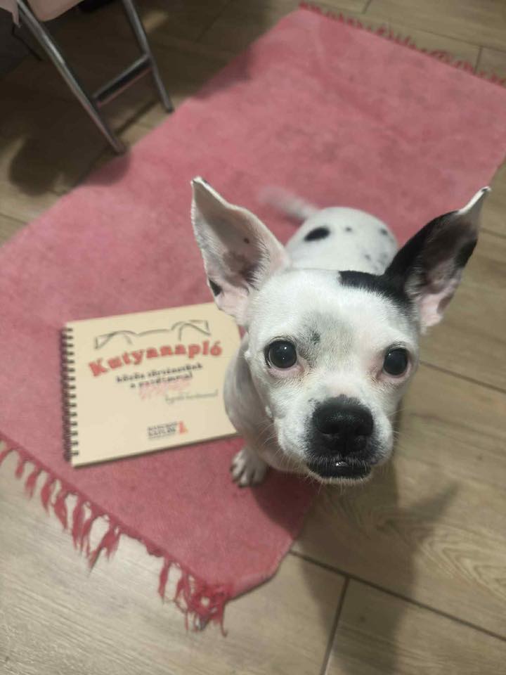 Kutyanapló a Mancsos Naplók sorozat részeként, előtte egy kutya ül.