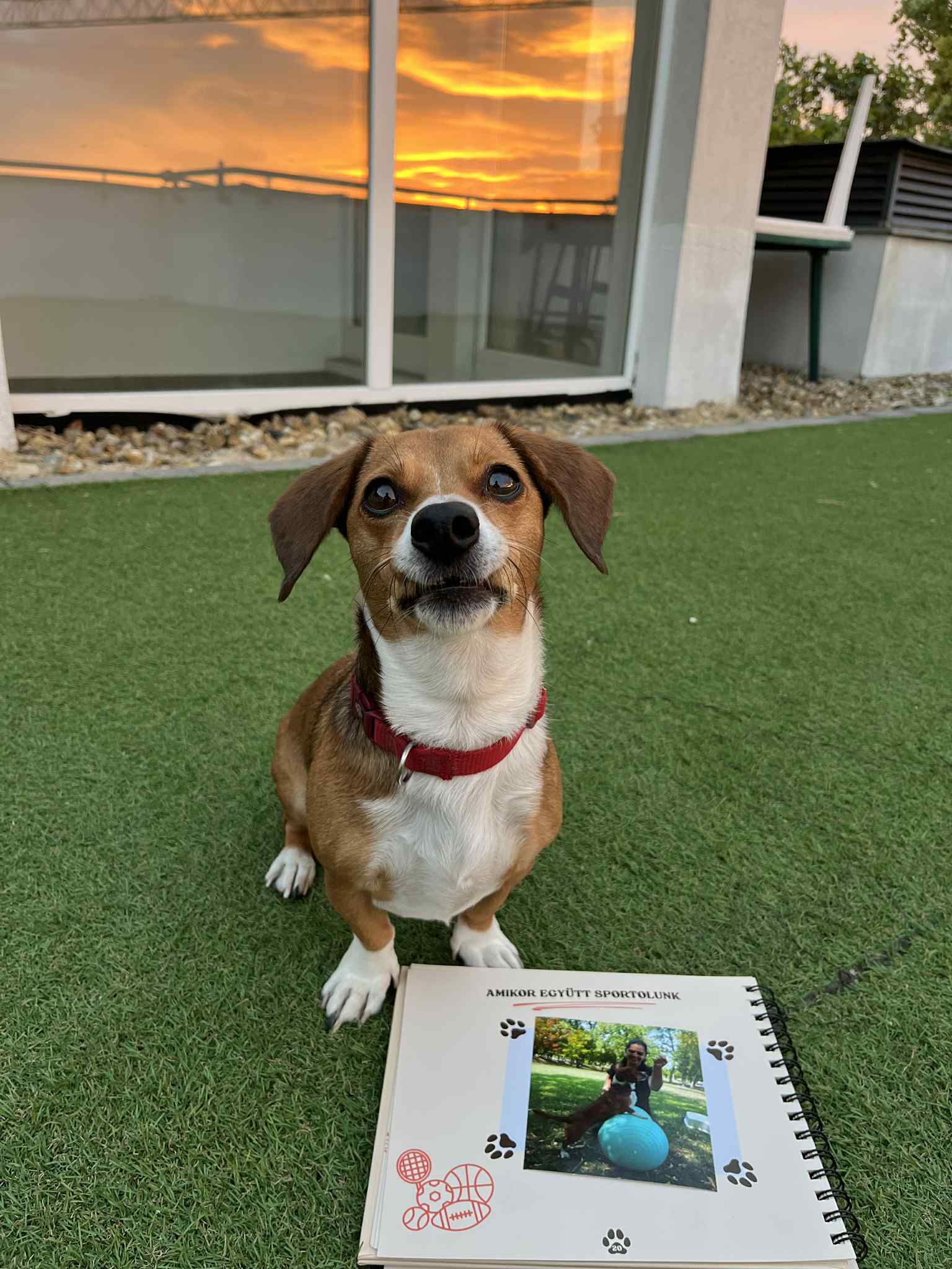 Kinyitott Kutyanapló beragasztott képpel a Mancsos Naplók sorozat részeként, mögötte egy kutya ül műfüvön és a háttérben naplemente.