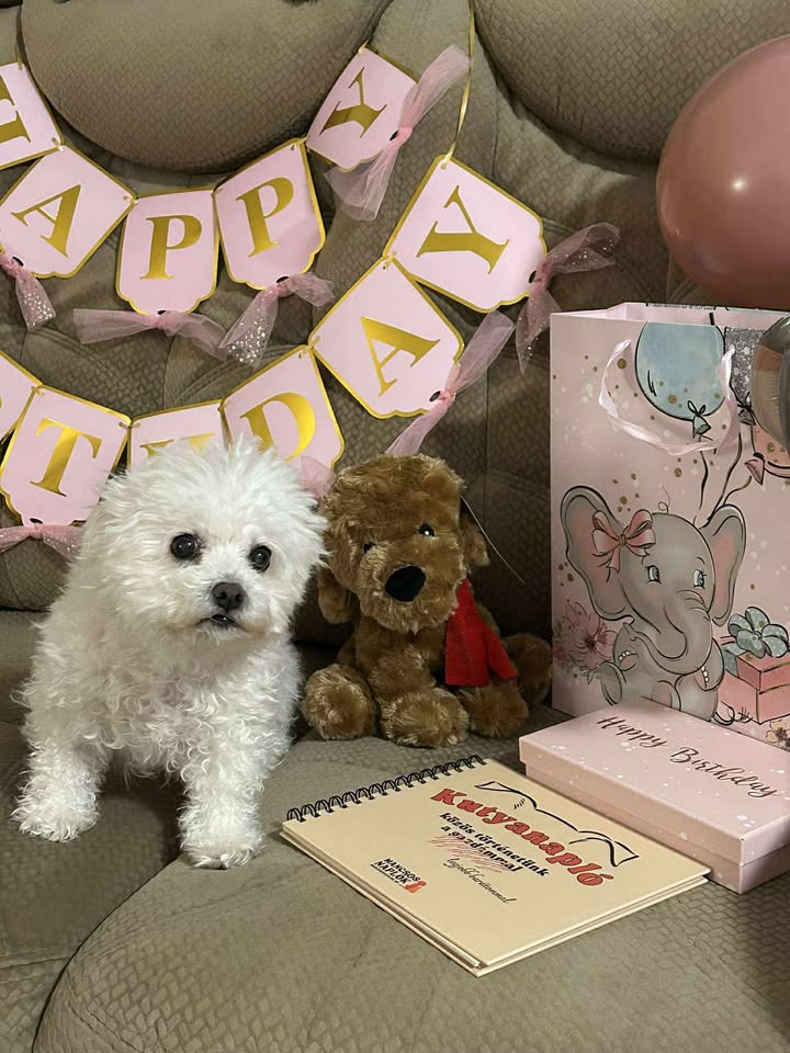 Kutyanapló a Mancsos Naplók sorozat részeként, mellette egy kutya ül a kanapén, valamint egy plüss állat és happy birthday felirat a háttérben.